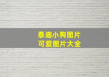 泰迪小狗图片 可爱图片大全